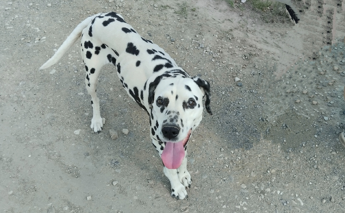 Все-таки выходит, не одна Гуля гуляла по деревне, а с пацанами