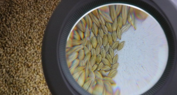    Курский ячмень в этом году уродился крупным