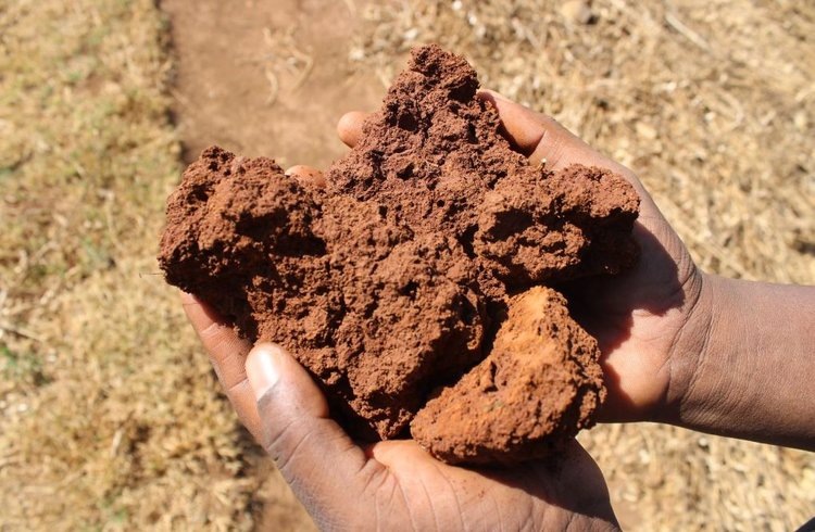     В Африке запустили семинары по наглядному замачиванию почвы для лучшего понимания регенеративного земледелия
