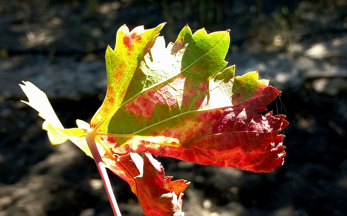 Донецк 30 сентября 2024