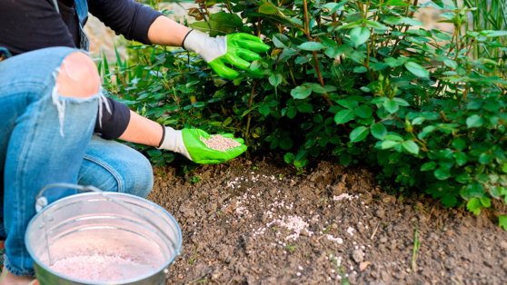    Осенняя подкормка: какие удобрения помогут саду перезимовать и успешно плодоносить в новом сезоне Ирина Петрова