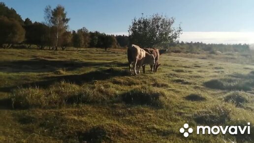 Скачать видео: Картошка, телята, тёлки, быки, коровы и опять телята! Заполнили новый сарай! Первый заморозок! Идём на пастбище!