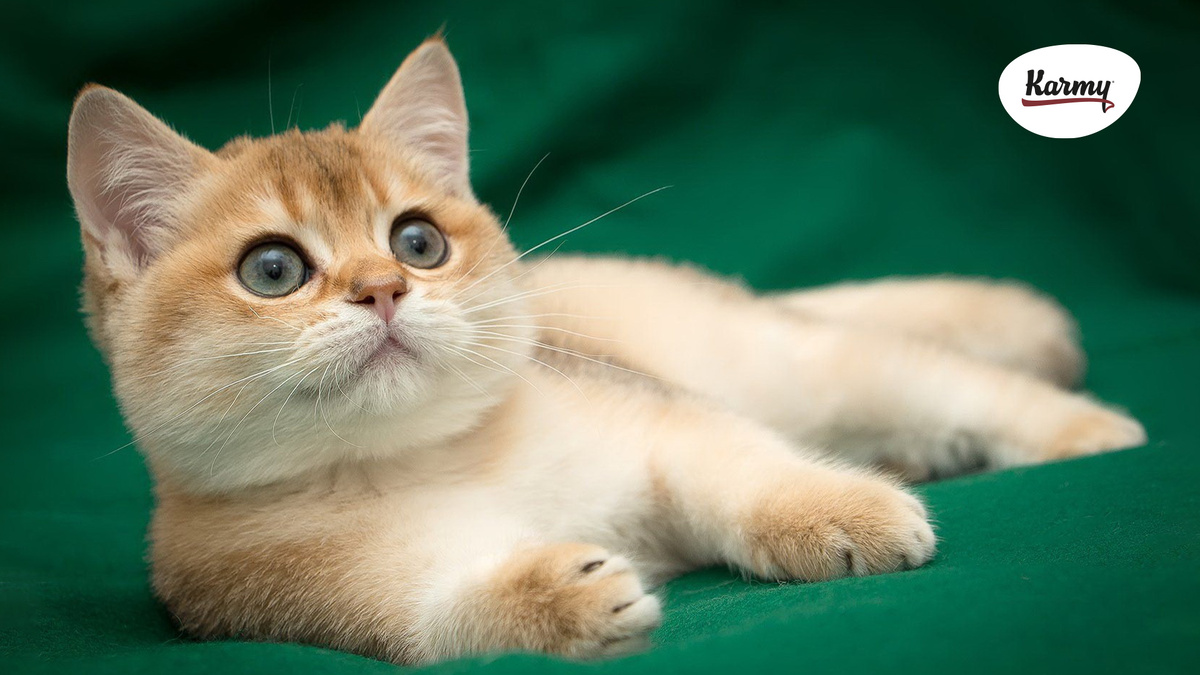 Авторское изображение с использованием картинки с сайта koshka.top