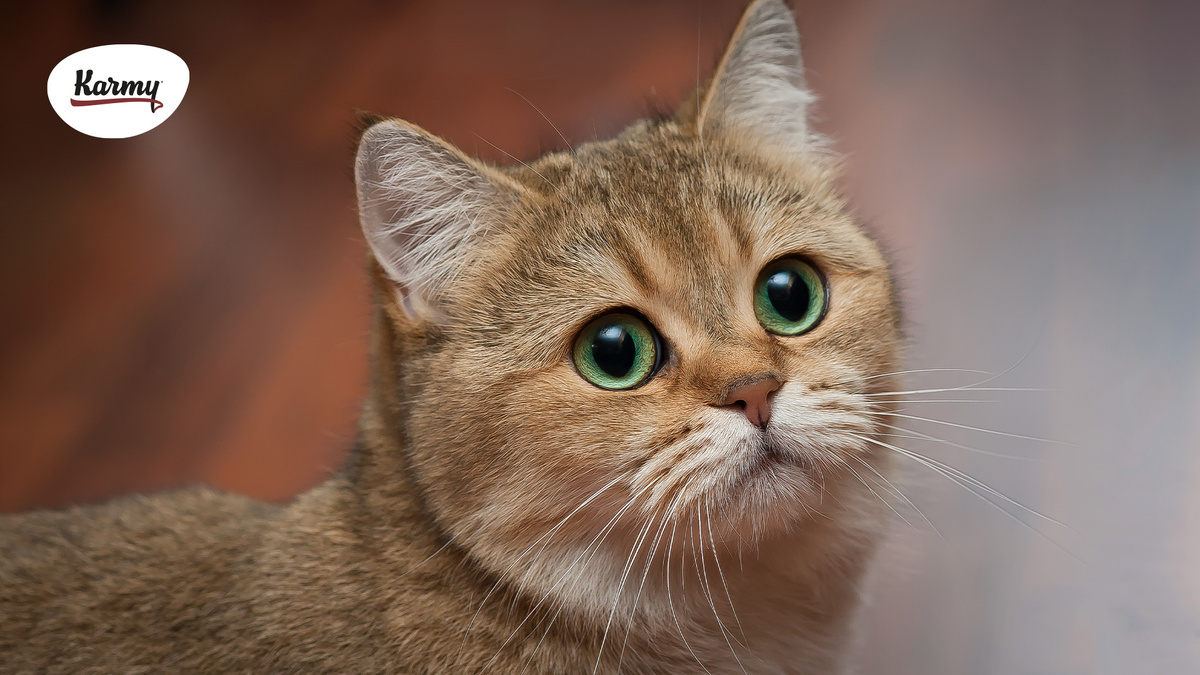 Авторское изображение с использованием картинки с сайта avatars.mds.yandex.net