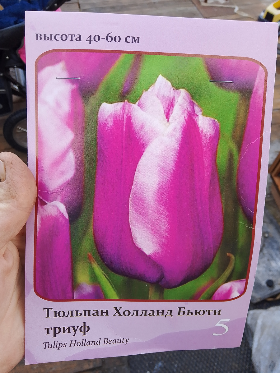 Сорт тюльпанов