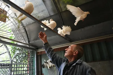 Нагатинская голубятня. Фото из дзен