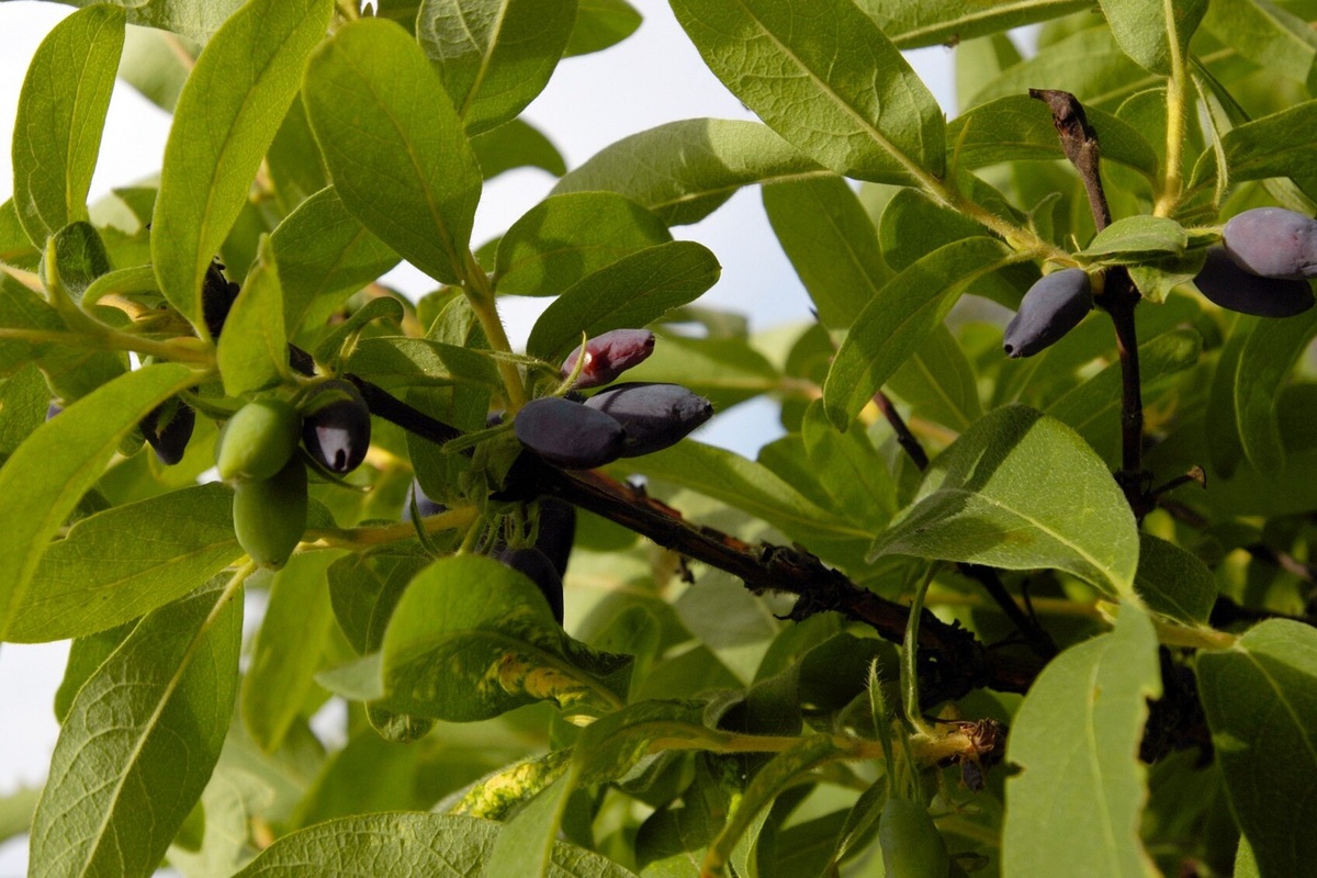     Для пышного цветения и богатого урожая: чем подкормить жимолость осенью