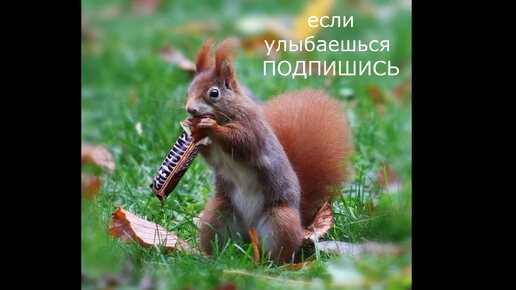 ВЕРНУТЬСЯ НЕ СМОЖЕШЬ #центрприроды #животные #белка #природа #лес #деревья #отдых