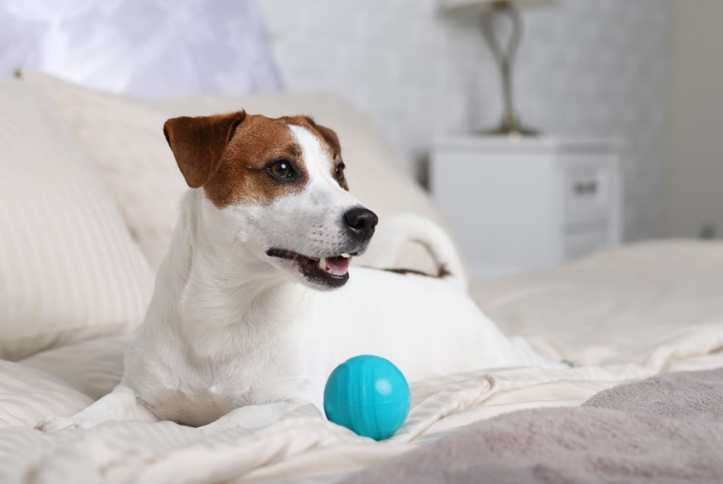 На фото – мяч, 85мм, серия ГАВ ГАМЫЧ от бренда Gamma (арт. 12132008)