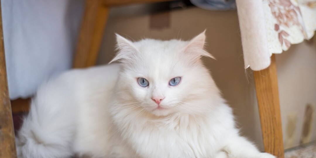 Правда ли, что белые кошки с голубыми глазами глухие? Статистика и факты