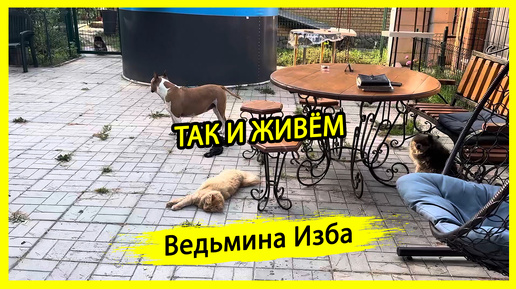 ТАК И ЖИВЁМ. #ВЕДЬМИНАИЗБА ▶️ #МАГИЯ