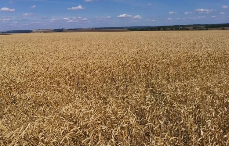    В Орловской области намолотили почти 4 млн тонн зерна и ввели режим ЧС под озимый сев