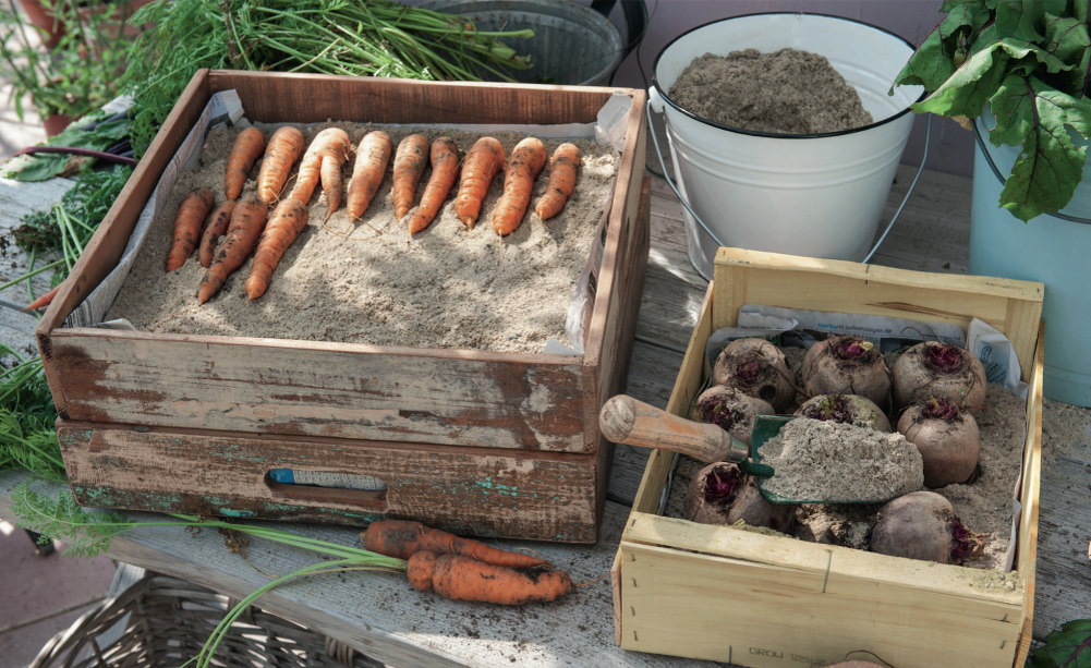 Морковь и свекла требуют отдельных условий хранения