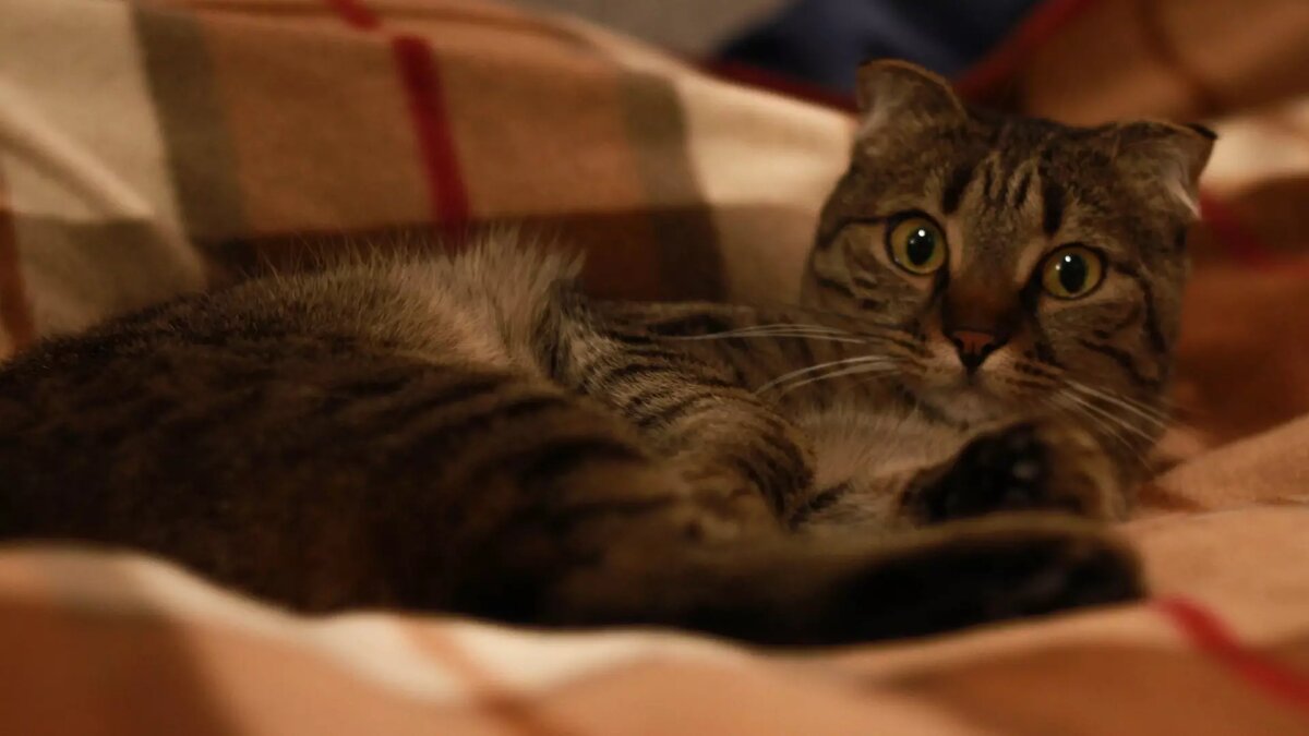     Источник: 1MI