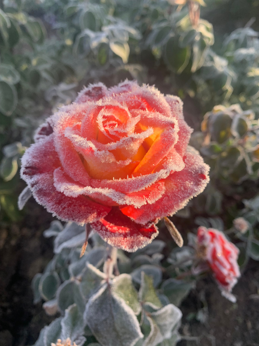 роза Хай Меджик.