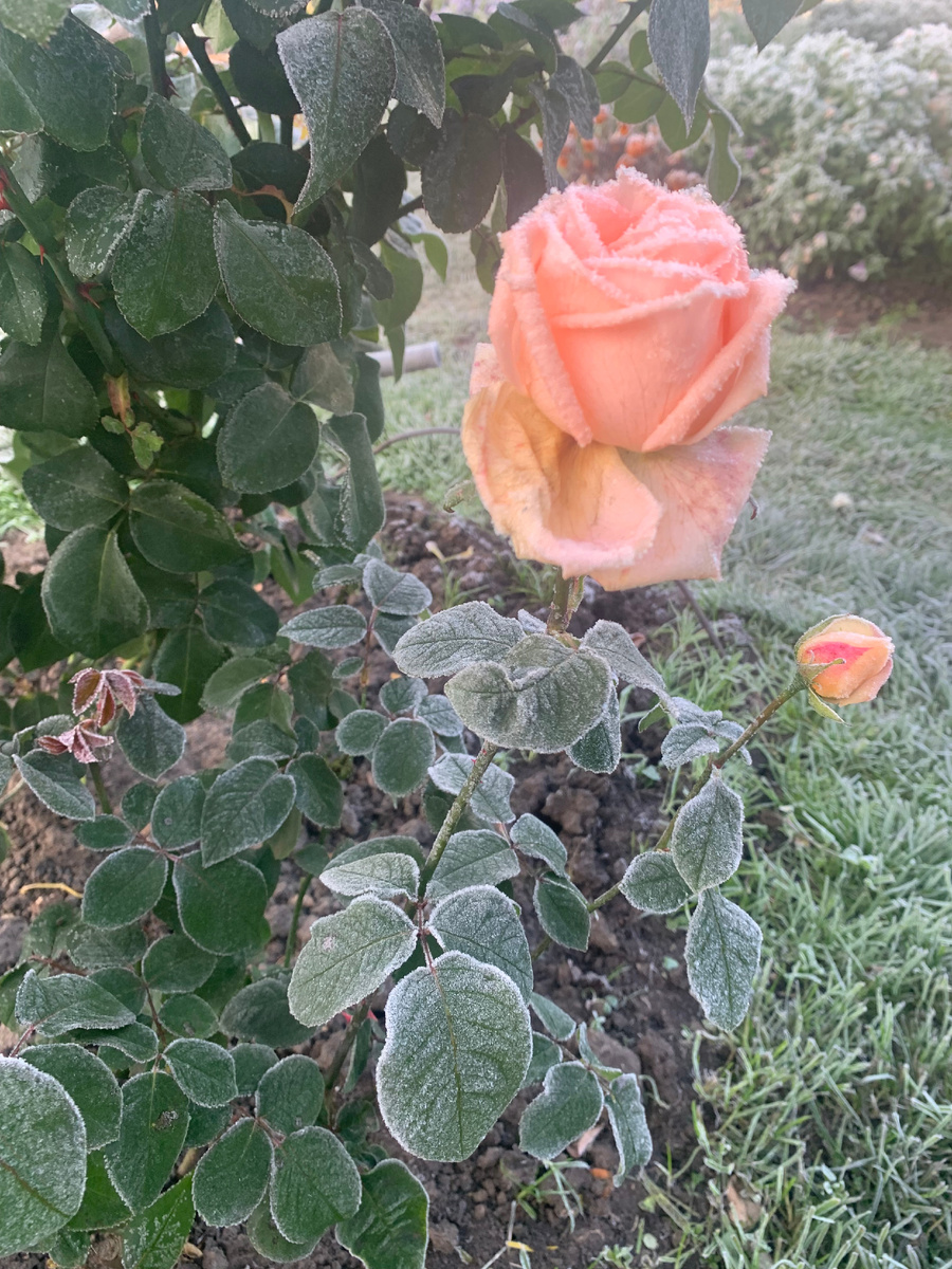 роза Осиана