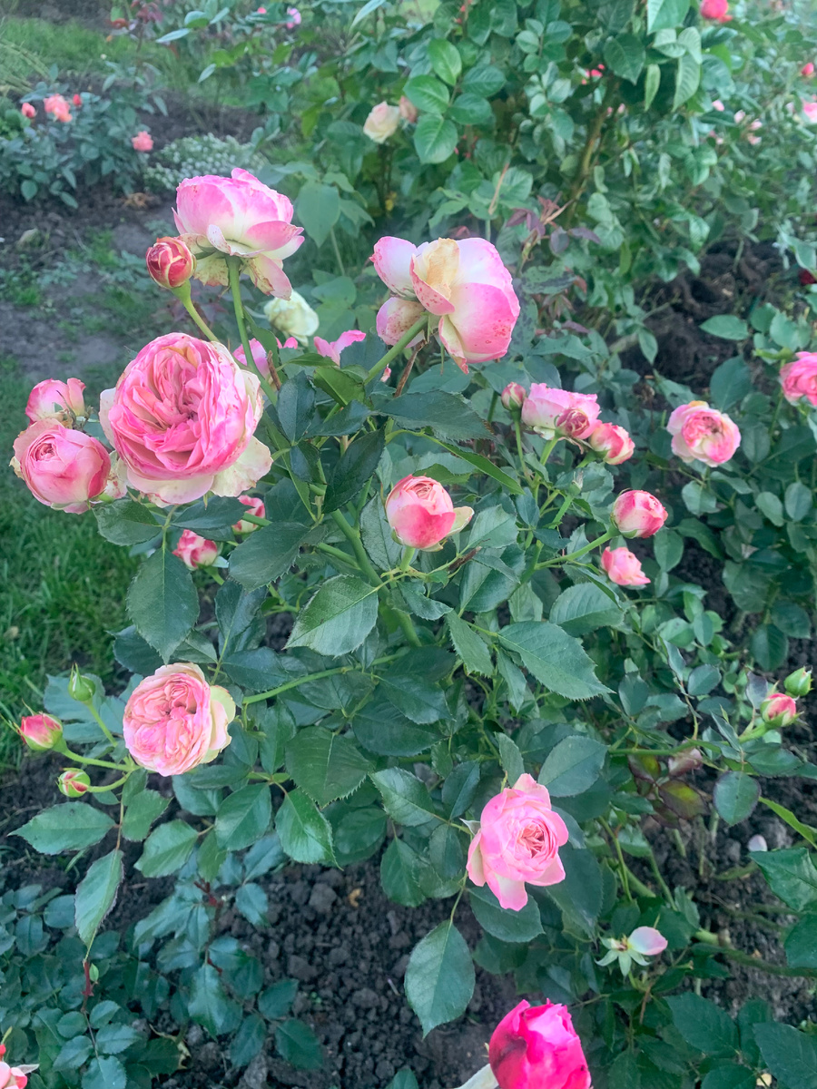 рза Пастелла, все фото автора