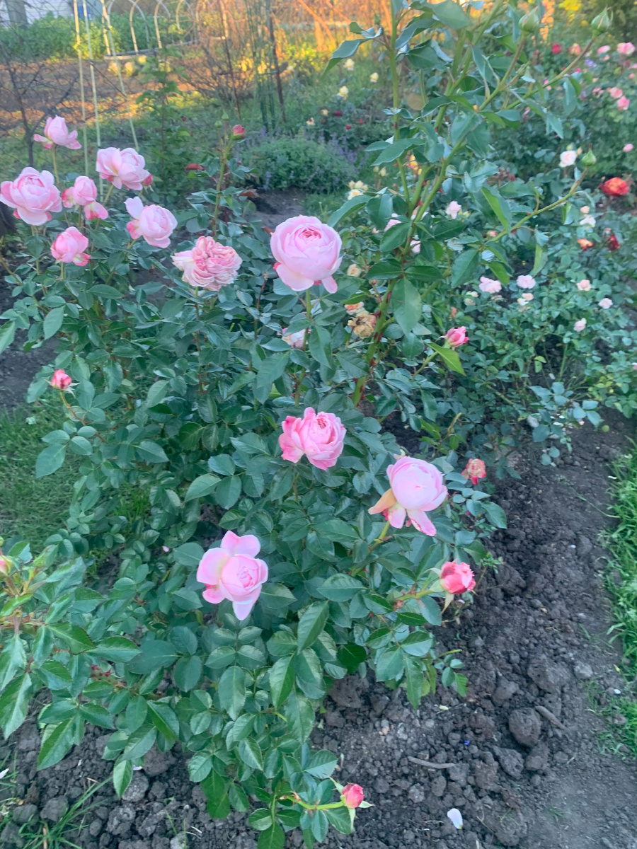 роза Кремоза