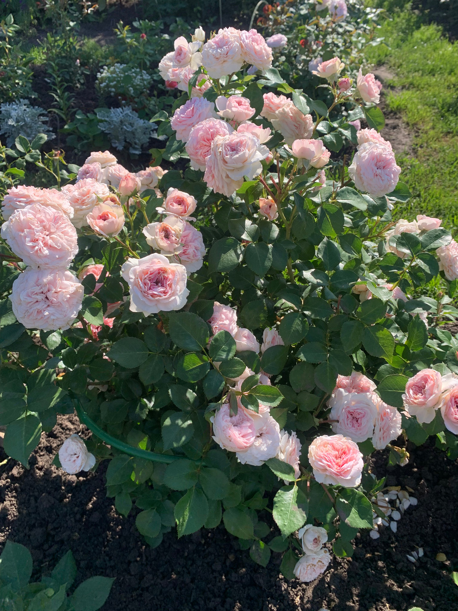 роза Мария Терезия, все фото автора.