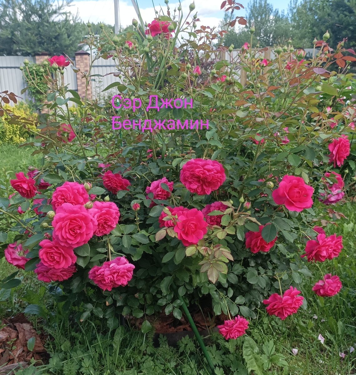 конец июня, фото от Татьяны, 