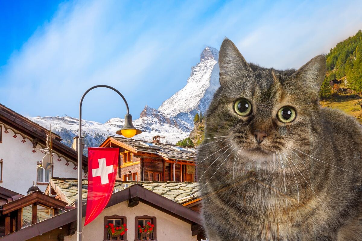 Едят ли в Швейцарии кошек
