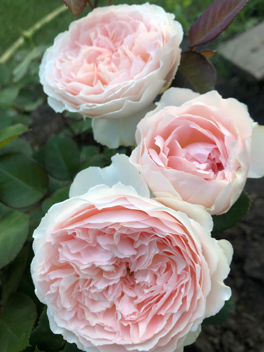 роза Мархенцаубер, все фото автора