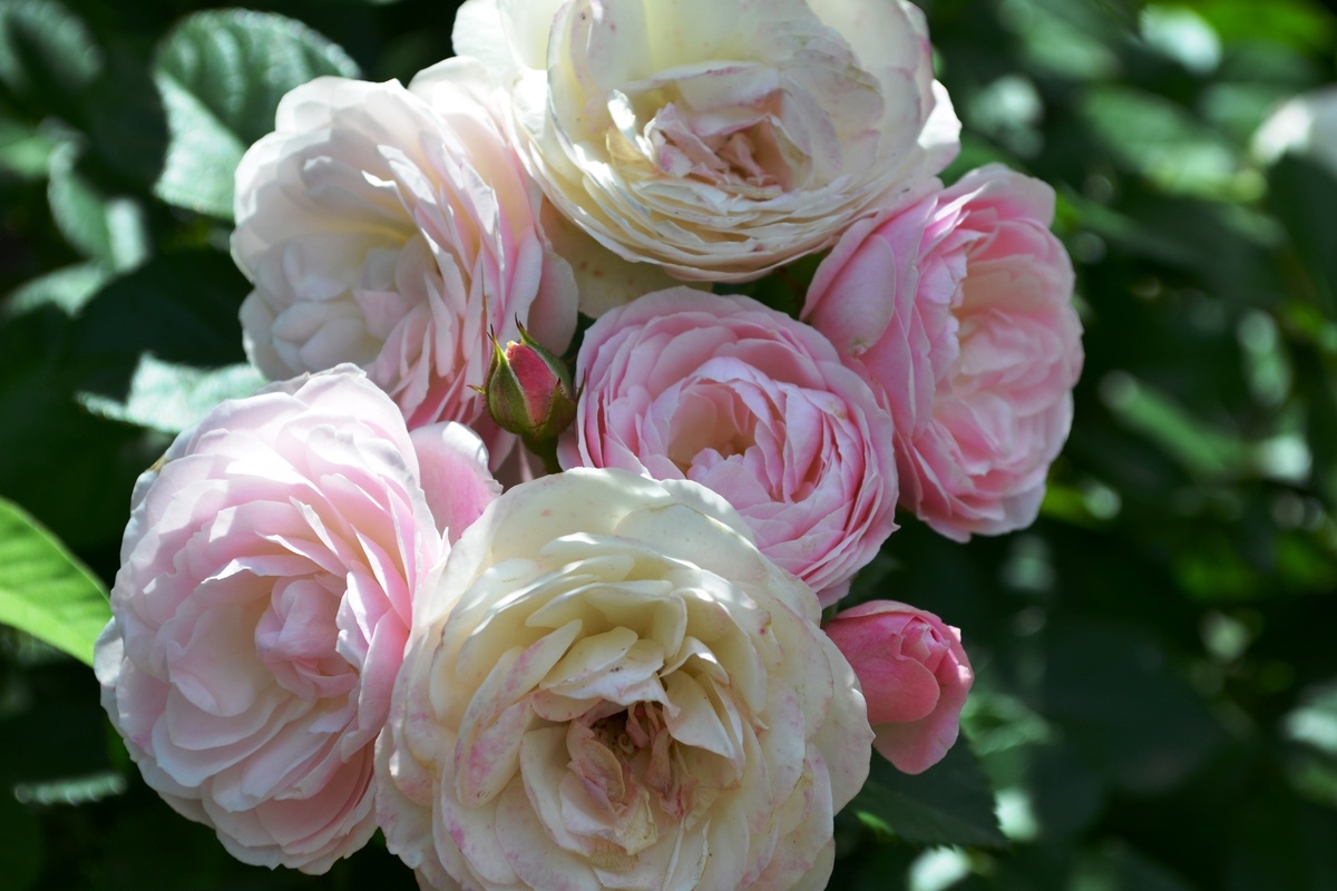 фото из свободного источника.