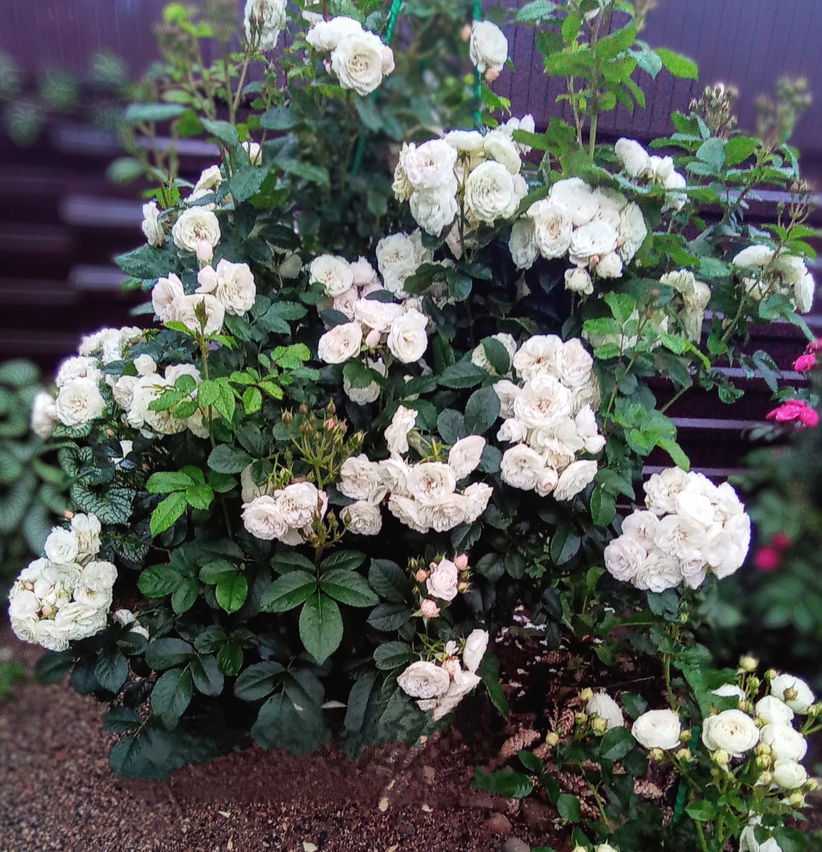  Роза Буке Парфе, фото Людмилы