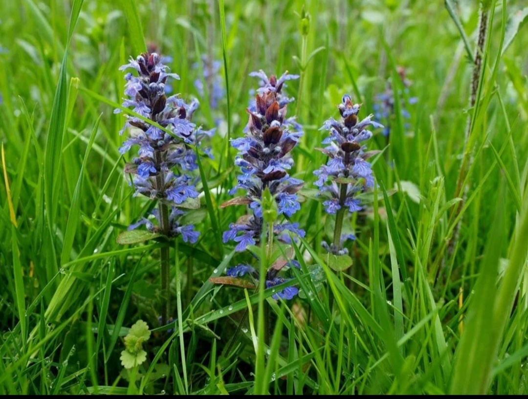 Живучка. Растет даже в газоне.