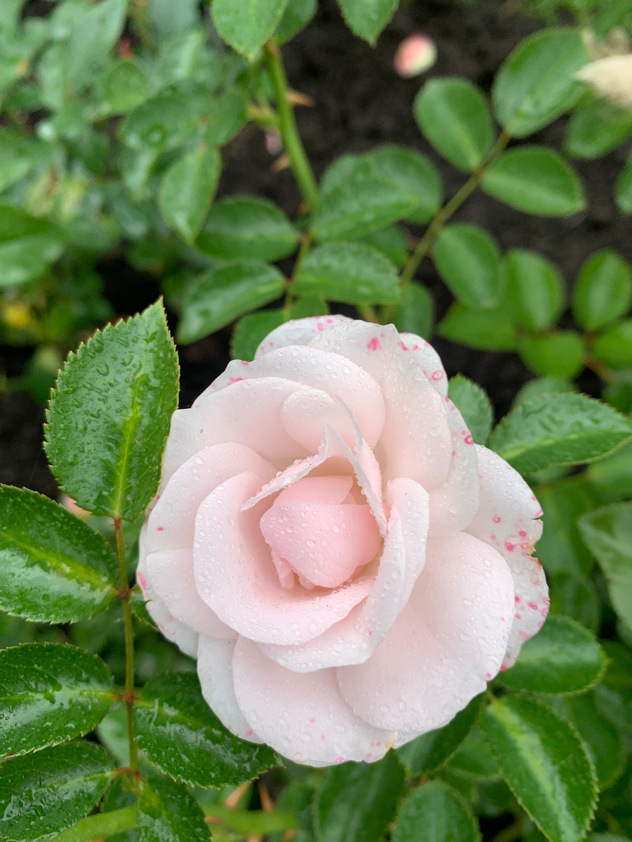 роза Аспирин, фото автора