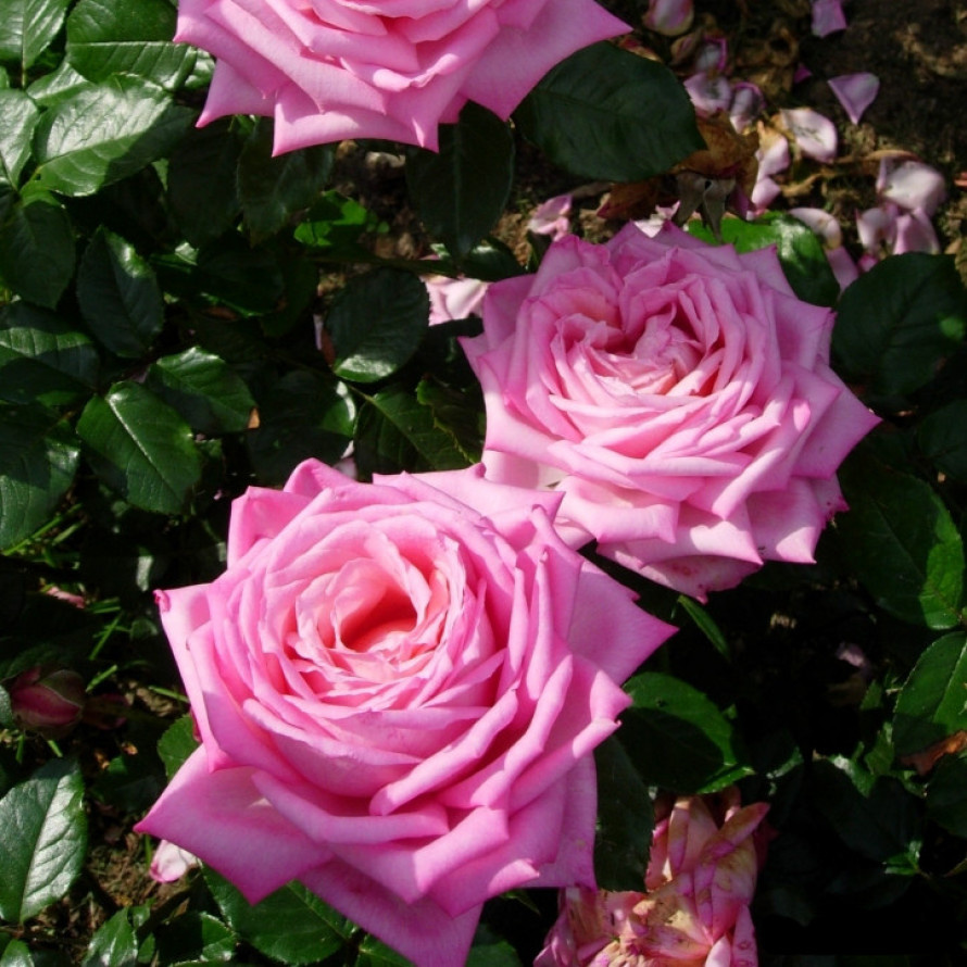 роза Велдинг Белз, из свободного источника.