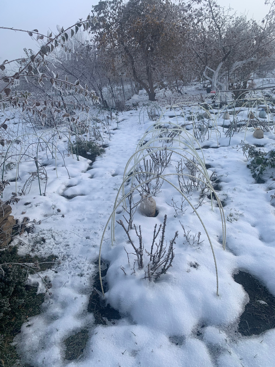 розарий Рассвет. 20.10.24 года