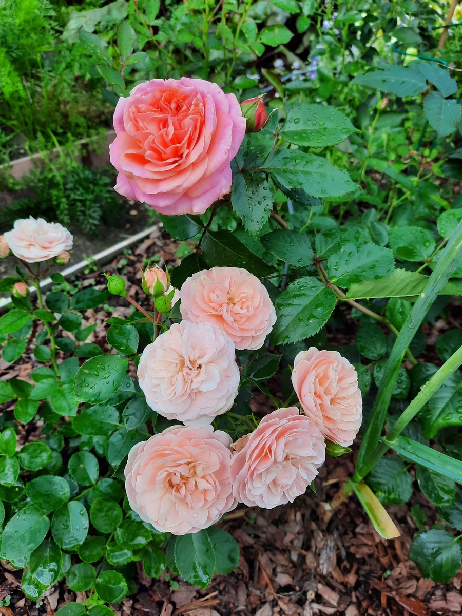 роза Байландо