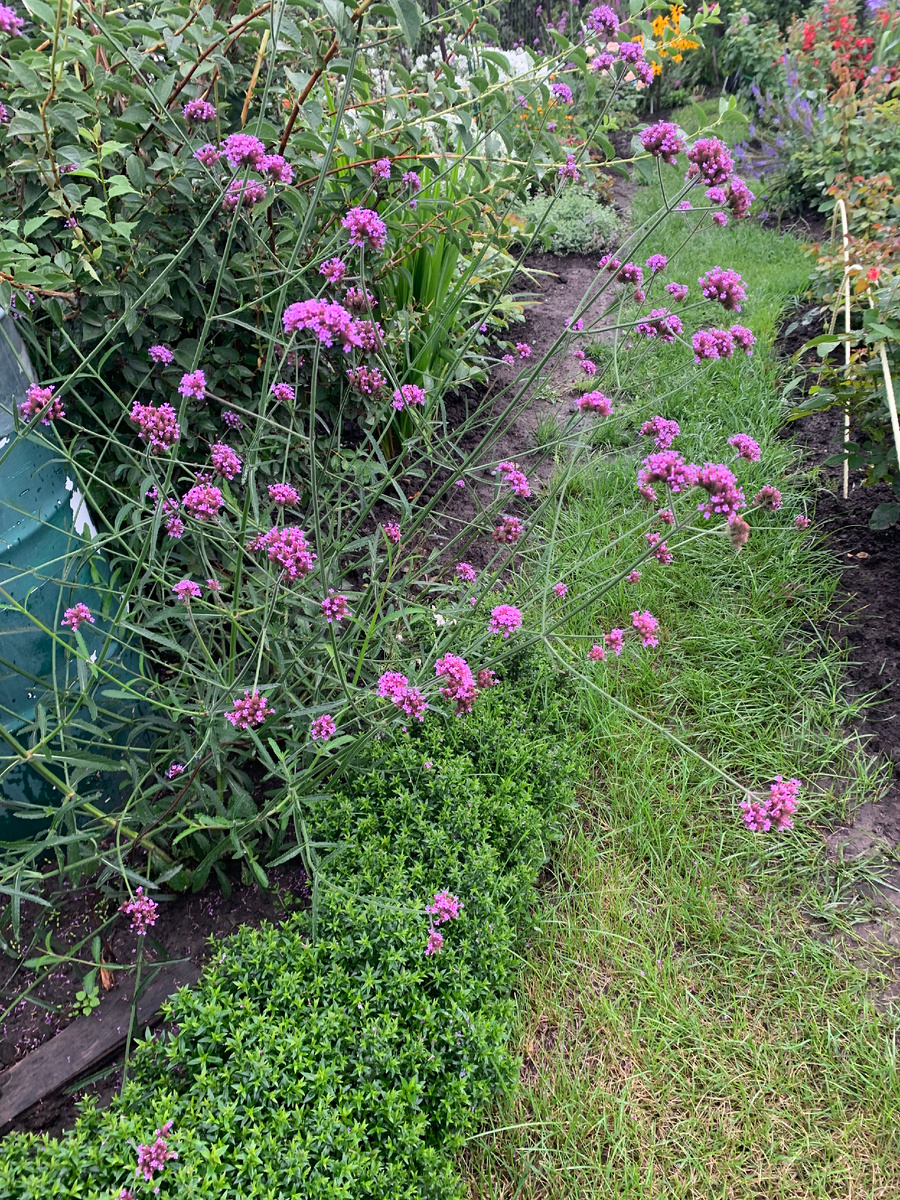 Вербена бонарская, все фото автора.
