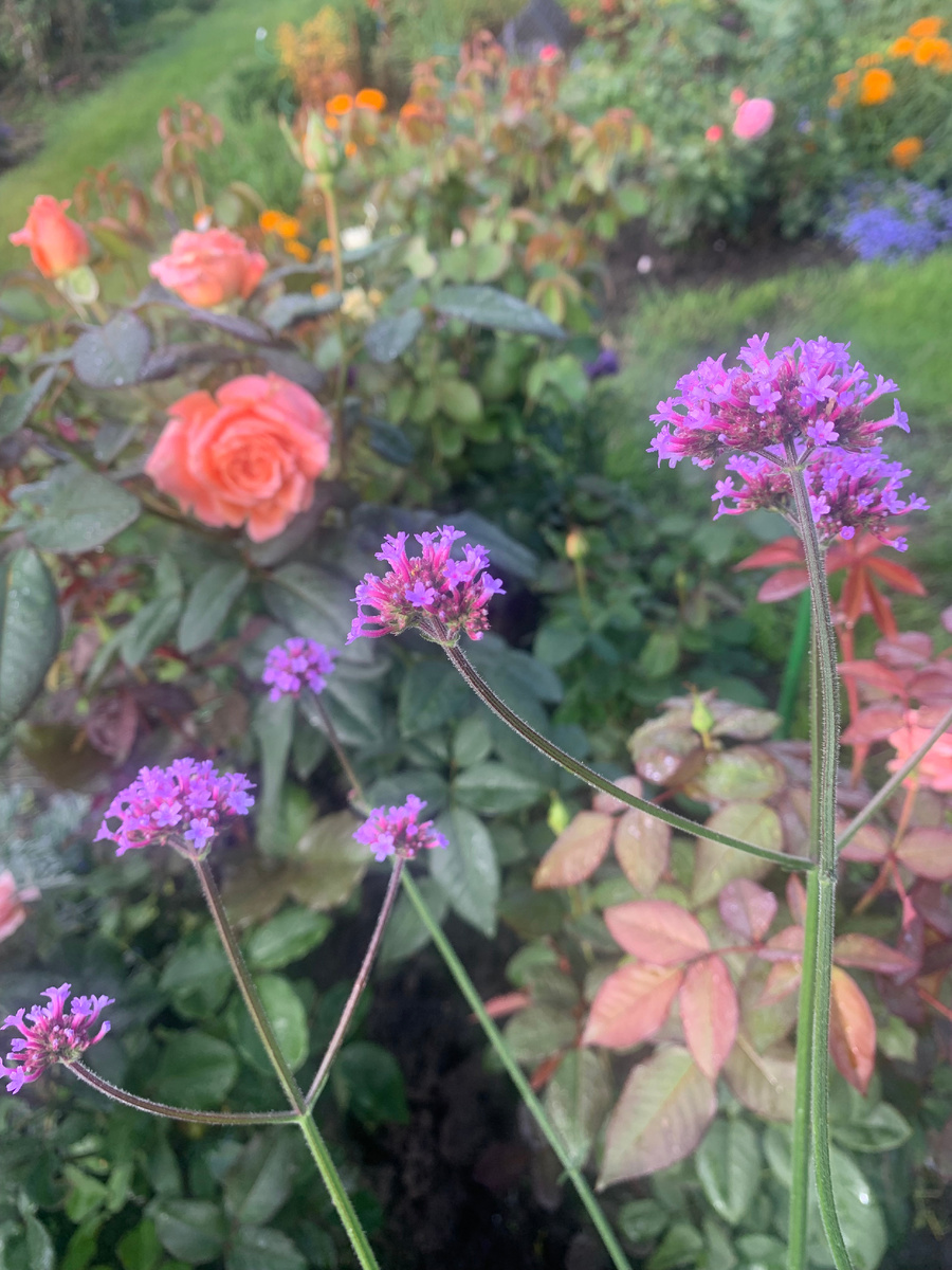 Вербена и розы.