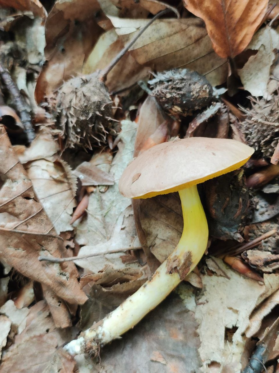 Моховик золотистый (Aureoboletus gentilis)