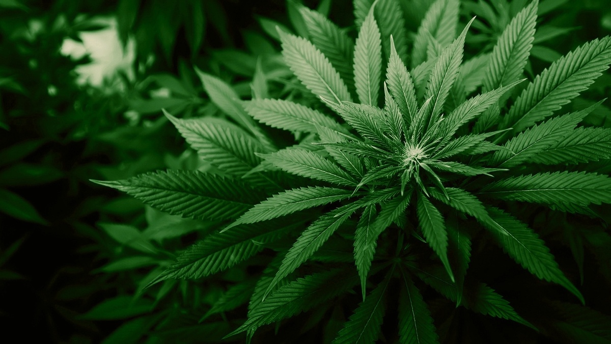 Марихуана – наркотик или нет?..