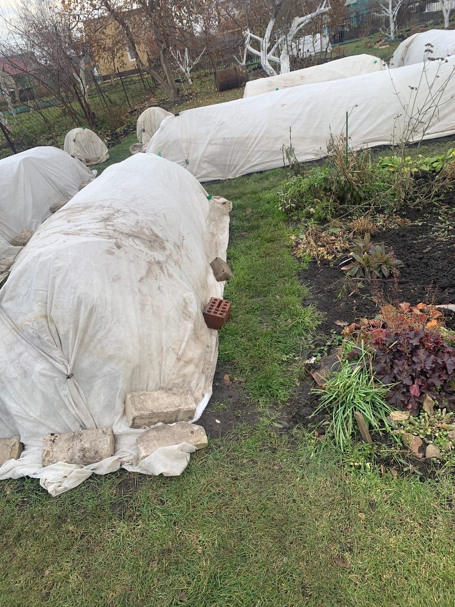 розарии 23.10 2024 года.