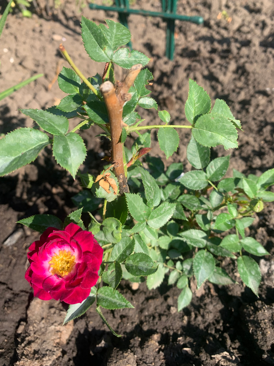 30.06.24, роза Даймонд Айз, все фото автора