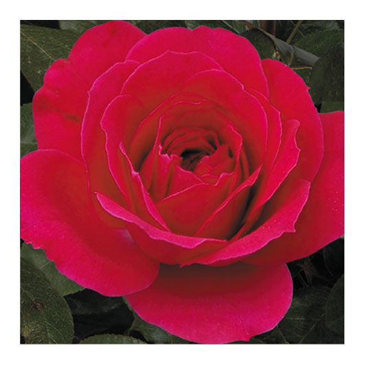 роза Garnette (Гарнетта), фото из свободного источника.