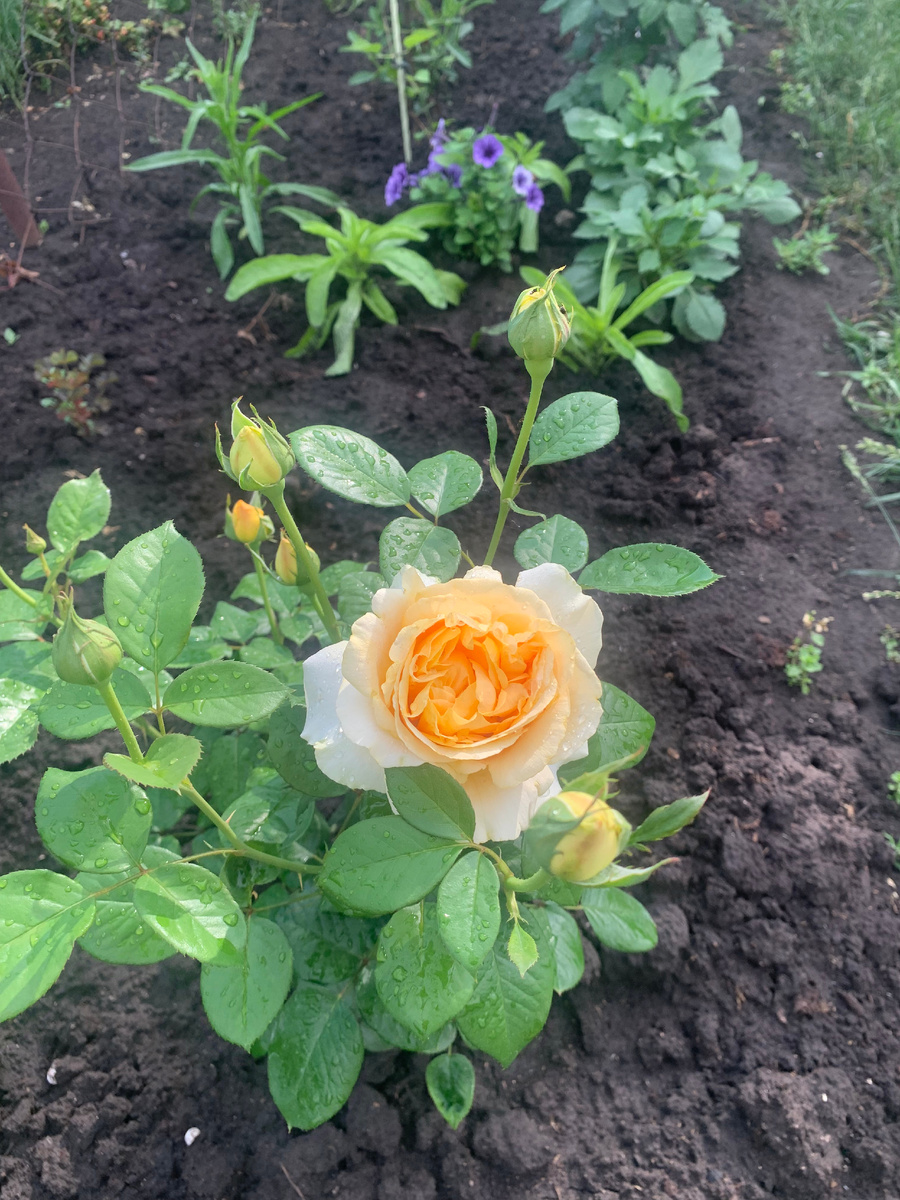 роза Кэндллайт, фото автора