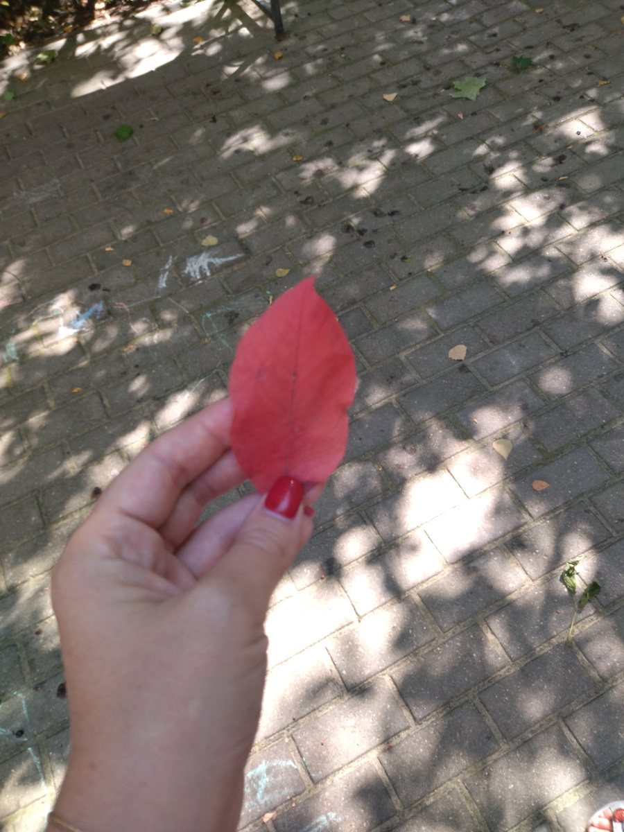 Просто листик) Для обложки. 