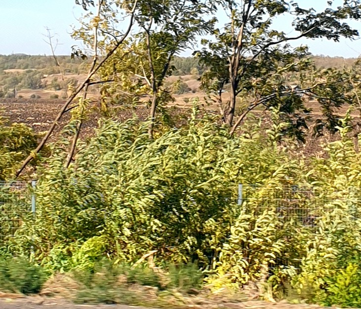 Фото "Родной стороны"
