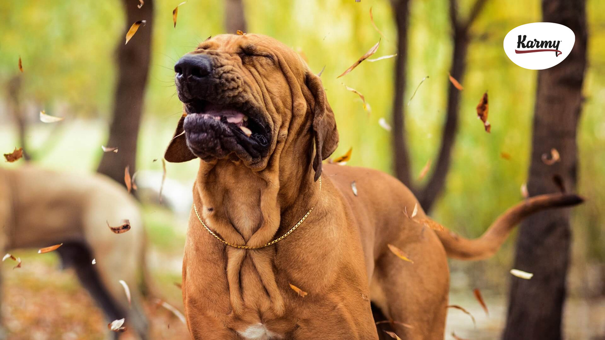 Авторское изображение с использованием картинки с сайта mein-haustier.de