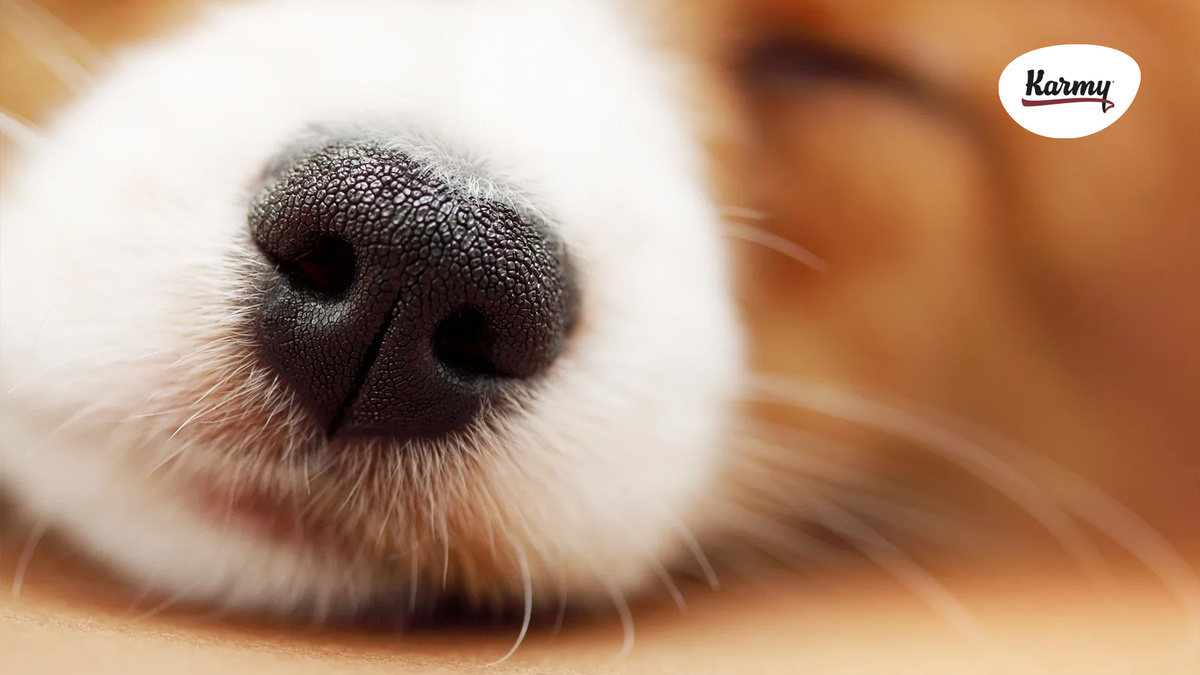 Авторское изображение с использованием картинки с сайта avatars.mds.yandex.net