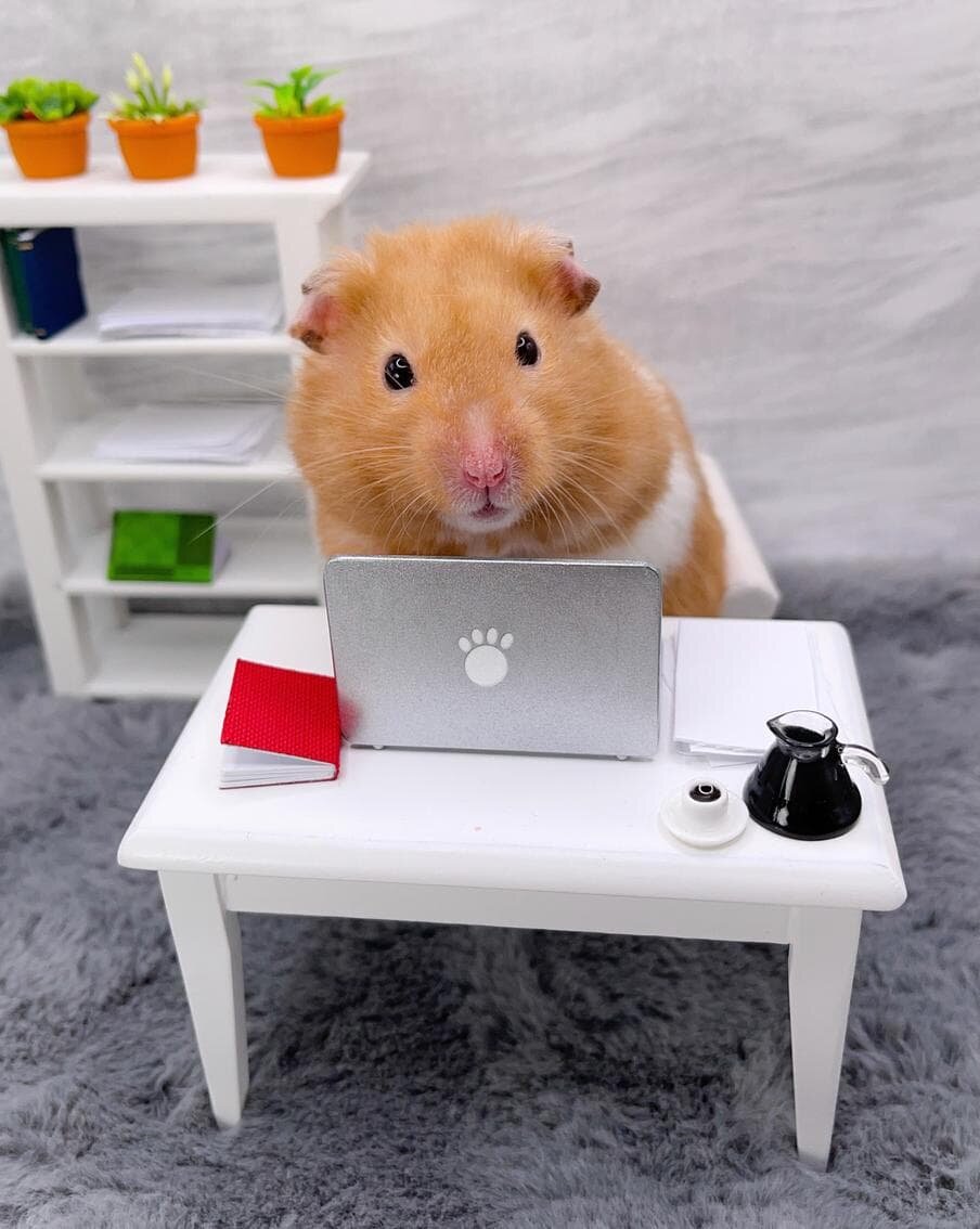    Хомякам необходима правильная организация пространства, чтобы поддерживать здоровый уровень физической активности. Shutterstock