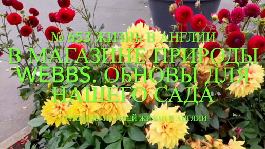 Поехали в магазин природы Webbs, купили обновы для нашего сада. № 653 Жизнь в Англии