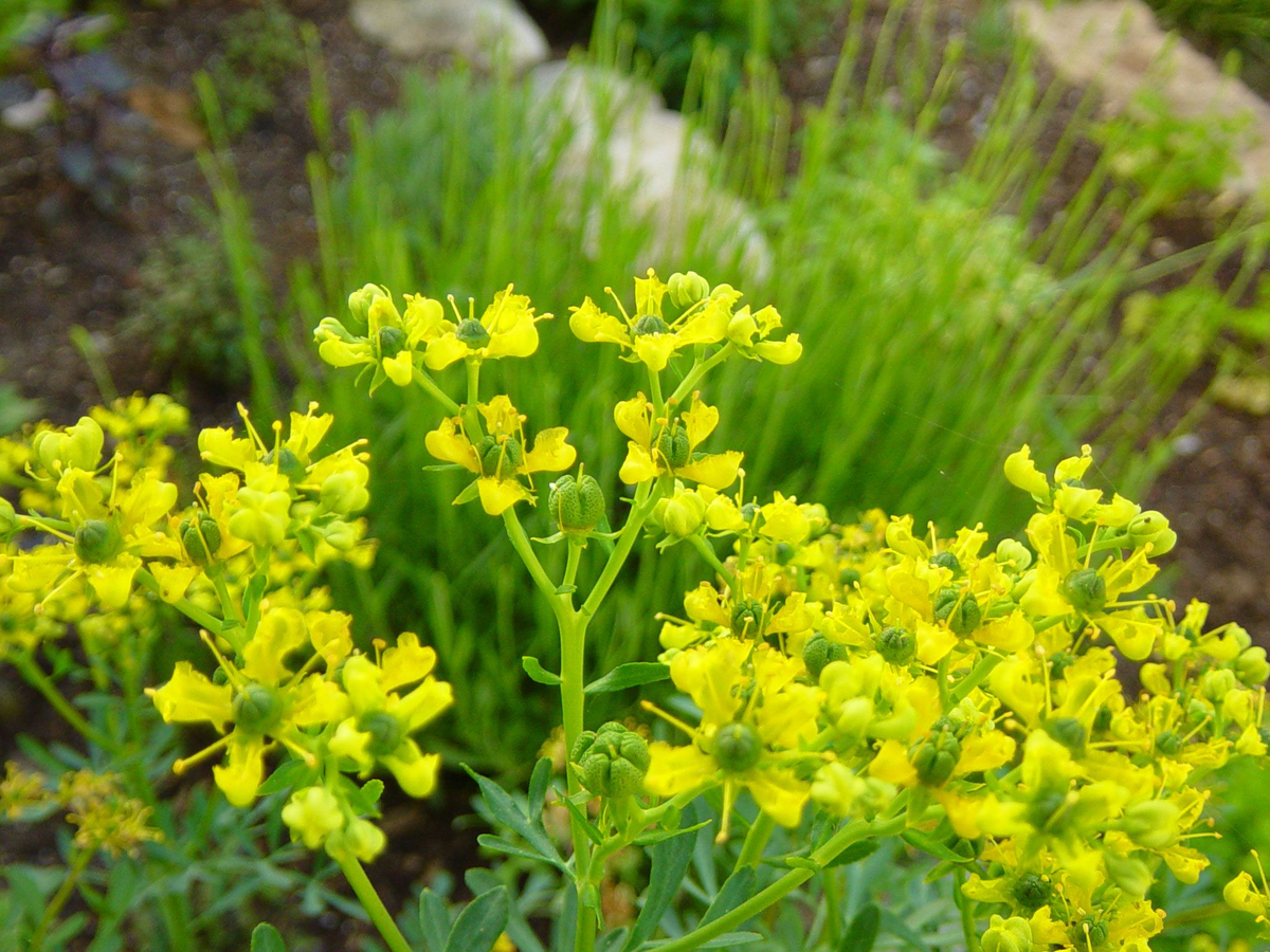 Фото из открытых источников Яндекс 