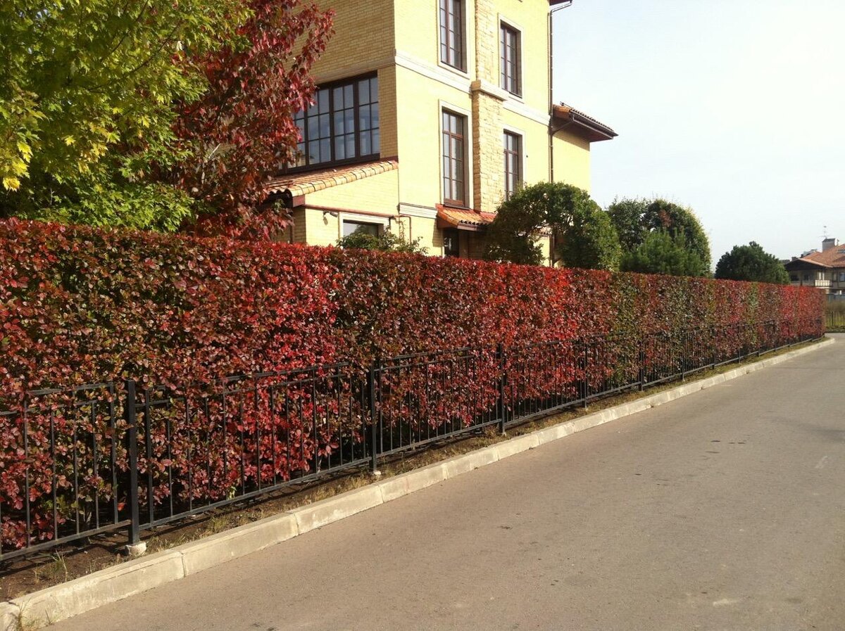 изгородь из боярышника