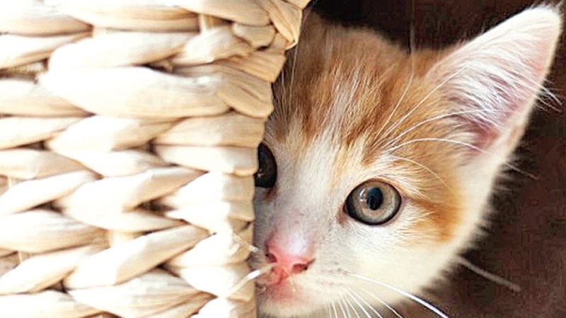 Источник: maarcadopt.org